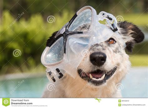 Dog Wearing Snorkeling Mask Stock Photo Image Of Goggles