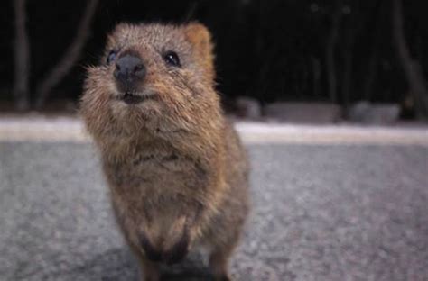 Meet The Quokka The Happiest Animal On Earth These Are