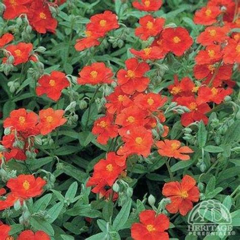 Plant Profile For Helianthemum ‘fire Dragon Rock Rose Perennial