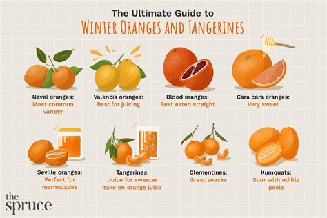 the definitive guide to the different oranges and tangerines daily infographic