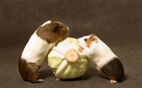 How Do Guinea Pigs Play With Each Other Own Your Pet