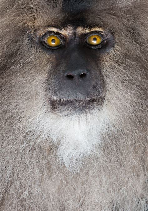 Macaques Like This Lion Tailed Macaque Are Very Sociable And Live In
