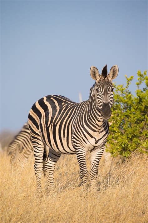 Plains Zebra Equus Quagga Stock Image Image Of Plains Reserve