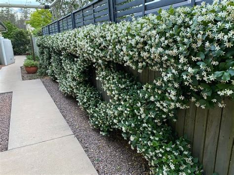 The Best Plants That Grow On Walls 19 Wall Climbing Plants