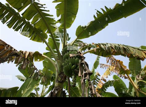 Banana Plant With Ripe Bananas Stock Photo Alamy