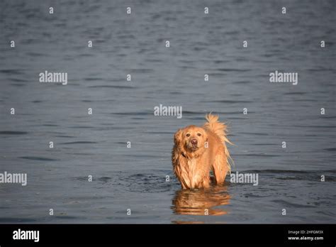 Cute Duck Tolling Retriever Dog Standing In The Ocean After A Swim