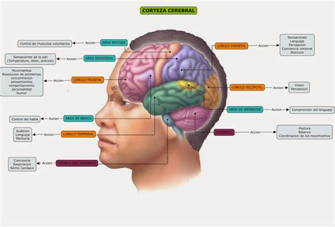 anatomia y funcion de la corteza cerebral humana corteza cerebral images