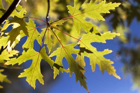 A plum tree is simply a wonderful thing to have in the garden. Top 5 Trees With The Most Invasive Root Systems | River ...