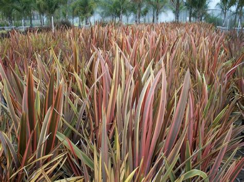 A small native new zealand flowering plant. bronze baby flax, Phormium 'Bronze Baby' | Ornamental ...