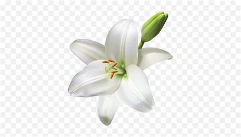 Free Png Images Transparent Background Lily Clipart Emojilily Flower