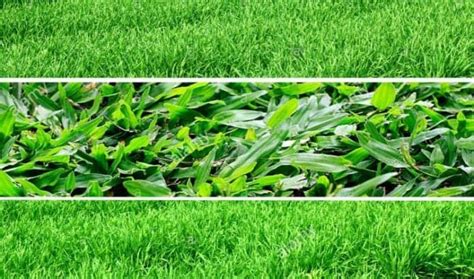 Choosing the right lawn grass type is vital if you want to have a full and lush yard that you can be proud of. What's The Difference Between Lawn, Yard, Turf, And Garden?