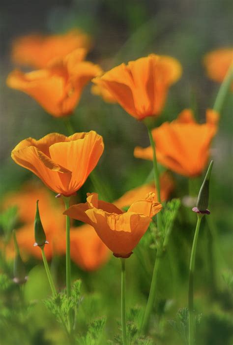 Poppies Are A Poppin 2 Photograph By Saija Lehtonen Pixels