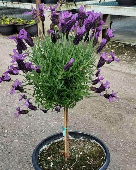 🌺 Lavender Tree Check Put The 4 Stages Of Pruning And Life Of These