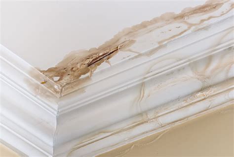 If this is the case, there may be mold present above the ceiling. How to Repair a Water Damaged Ceiling - Global Cool