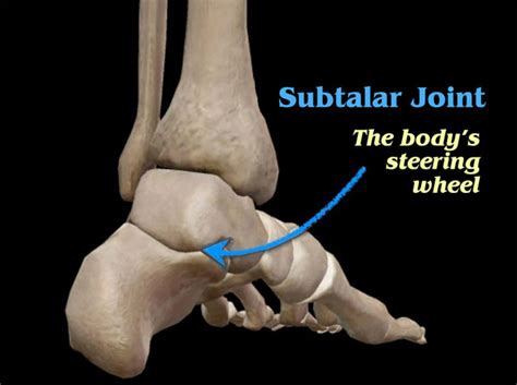A body known as a joint management body (jmb) is established under section 17 of the strata management act 2013 (sma) upon convening of the first annual general meeting of the jmb by the. Subtalar Joint… the body's steering wheel - Erik Dalton Blog