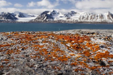 Arctic Moss Photo By Jorge Henao National Geographic Your Shot