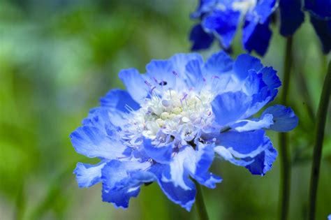 Scabiosa Caucasica Fama Deep Blue Muller Seeds