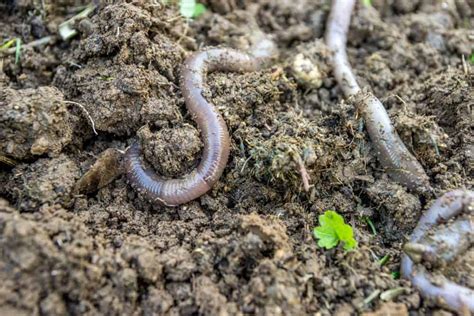 9 Different Types Of Earthworms Plus Fascinating Facts