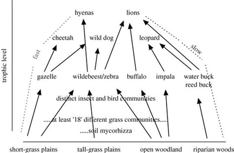 In epping forest (east london) more cattle grazing has been introduced into the ecosystem (ecosystem restoration) to encourage growth of flora. Food-web structure and ecosystem services: insights from ...