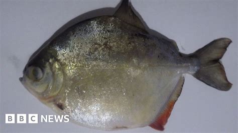 Piranha Found Dead In River Ness At Inverness Bbc News