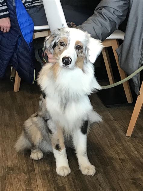 I saw a dog today. Does anyone know the breed name? Saw this dog today and ...
