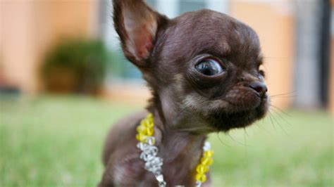 The Smallest Dog In The World