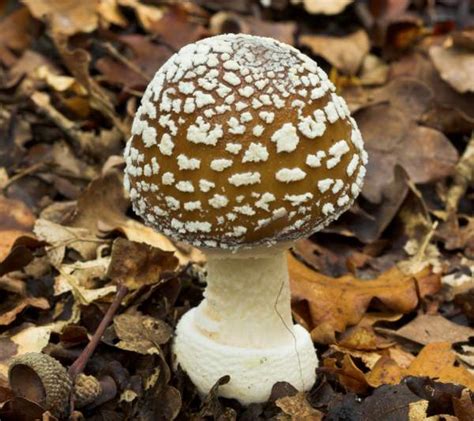Magic Mushrooms In Texas All Mushroom Info