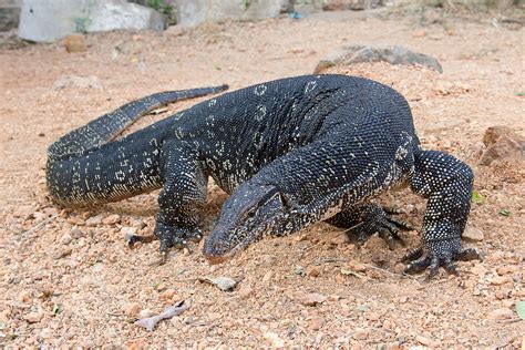 Monitor lizard monitors its surroundings by standing on its hind legs to ensure detection of potential predators on time, hence the name monitor lizard. Asian water monitor - Wikipedia