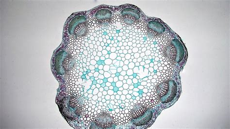 In a cross section of a monocot stem, you will find an epidermis, hypodermis, ground tissues, and vascular bundles. Herbaceous Dicot Stem: Late Season Trifolium | cross ...