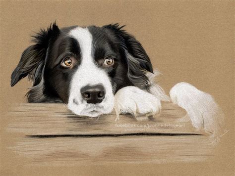 Cute Border Collie Speedpainting Dog Drawing Dog Paintings