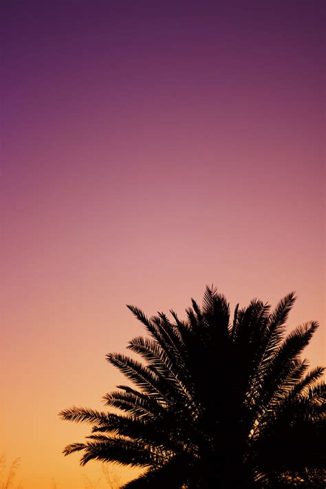 Palm Dusk Dark Sky Purple Hd Phone Wallpaper Peakpx