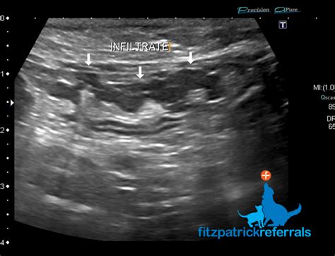 Spotlight On Feline Gastrointestinal Lymphoma Blog Fitzpatrick