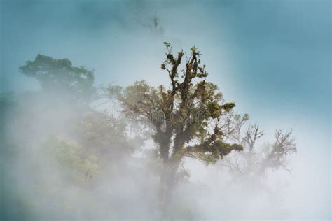 Foggy Jungle Stock Image Image Of Magical Mist Leafs 108691471