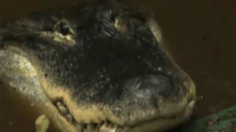 Florida Man Fighting To Keep Pet Alligator Fox News Video