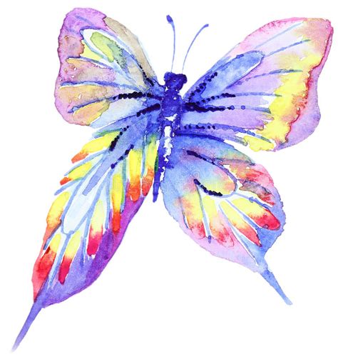 Butterfly Watercolor Abstract Stock Illustrations 7570 Butterfly