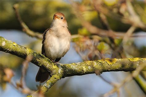 Nightingale Kev Chapman Flickr