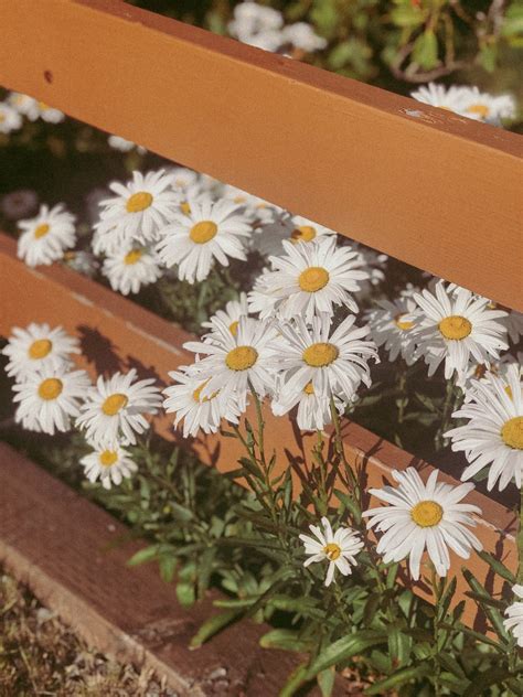 Daisies 🌼 Daisy Wallpaper Flower Aesthetic Flower Phone Wallpaper