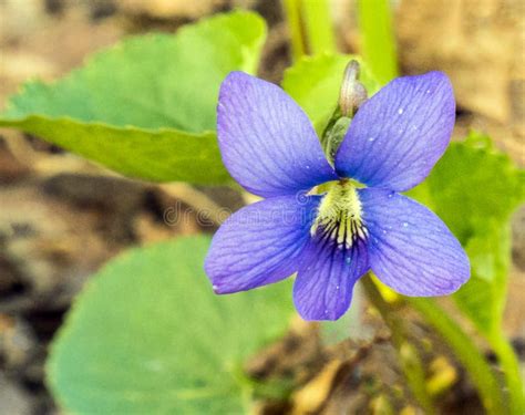 One Common Blue Violet On Forest Floor In Spring Stock Photo Image Of