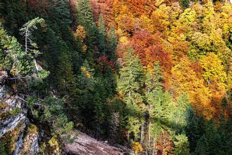 Lush Colorful Autumn Mountain Forest From Above Stock Photo Image Of