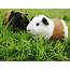 8 Fascinating Facts About Guinea Pigs