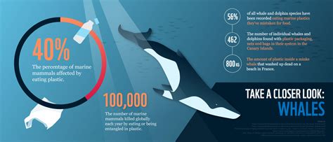 Plastic In Our Oceans Is Killing Marine Mammals Wwf Australia Wwf