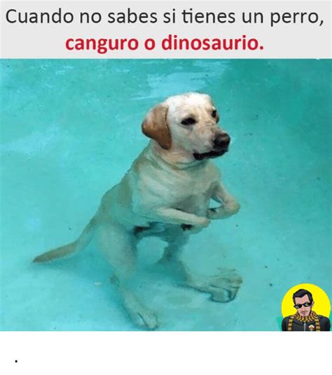 Memes divertidos chistes memes en español dinosaurios plantillas memes español. 25+ Best Memes About Dinosaurio | Dinosaurio Memes