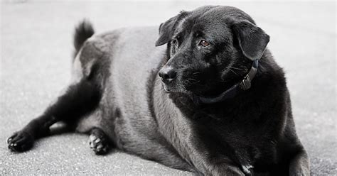 Dog Obesity May Be A Disease Diamond Pet Foods