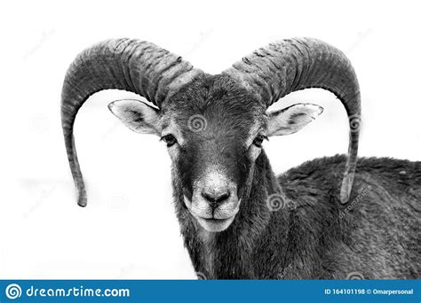 Black And White Mouflon Ovis Orientalis Musimon Stock Photo Image