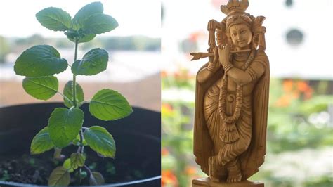 Tulsi Vivah Puja Vidhi Know How To Perform The Rituals And Celebrate