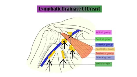 Venous Or Lymphatic System