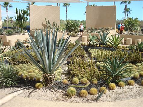 In the end, it does not matter all that much, since between redirercts and searches, no one is really put out that much by names that are not just what they or i expected or want. Tequila cactus, well they make the tequila from the pineap ...