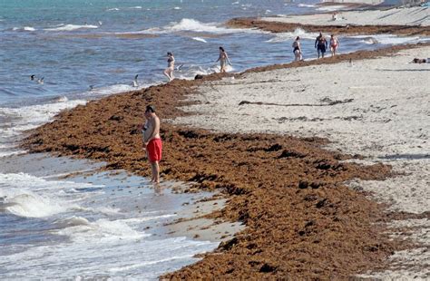South Florida Beaches See A Surge In Seaweed Miami Herald