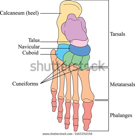 Bones Foot Anatomy Leg Foot Human Stock Vector Royalty Free 1665356146