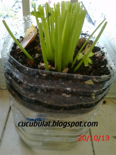 Daun sirih tidak hanya bermanfaat untuk kesehatan saja, tapi juga menjadi peluang menghasilkan keuntungan, berikut cara menanam daun sirih mudah dipratekkan. cucubulat: daun sup